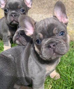 Französische Bulldogge