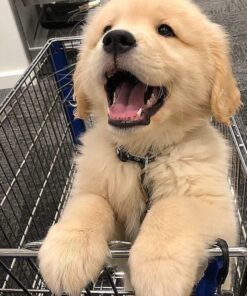Golden retriever