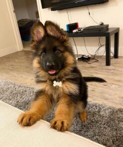 Deutscher Schäferhund