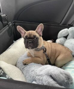 Kahn