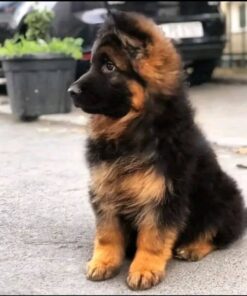 Marli