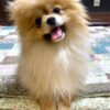 pomeranian welpen