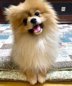 pomeranian welpen
